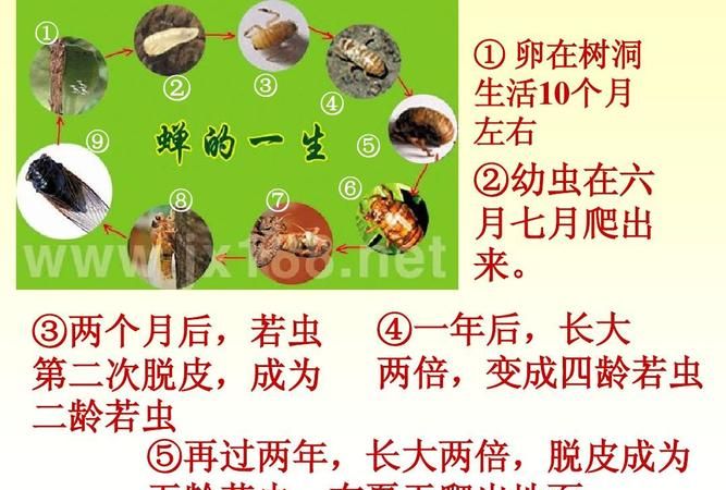 蝉的生长过程是什么顺序