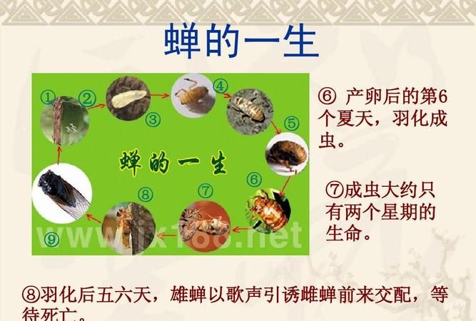 蝉的生长过程
