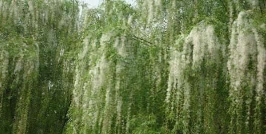 植物是怎么传播种子的，植物怎么传播种子，比喻手法？图6