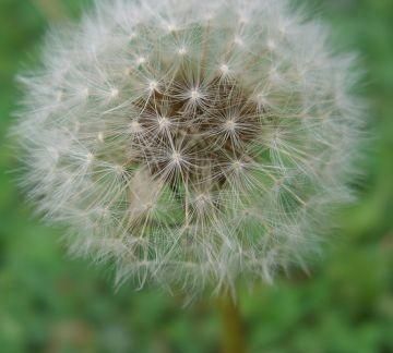 植物是怎么传播种子的，植物怎么传播种子，比喻手法？图2