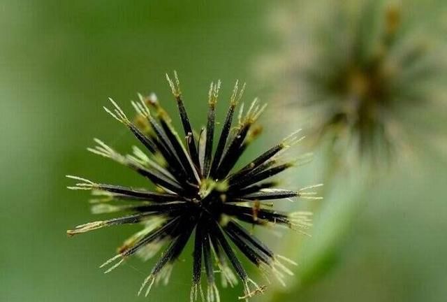 植物是怎么传播种子的，植物怎么传播种子，比喻手法？图4