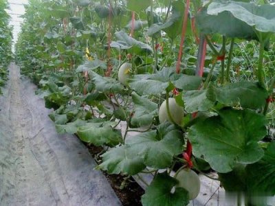 ​甜瓜栽培技术介绍（甜瓜怎么种植）