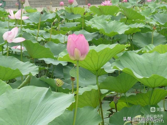 8月北京白洋淀一日旅游攻略（河北白洋淀二日游）(8)