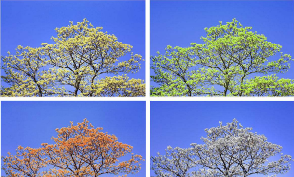 春夏秋冬怎么分,一年四季怎么分 ?每个季节各是哪几个月?图1