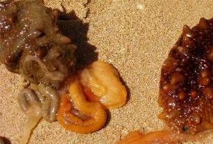 海参苗大量吐肠是怎么回事