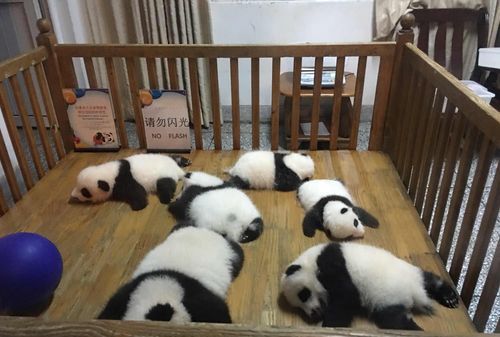 成都大熊猫繁育研究基地怎么去