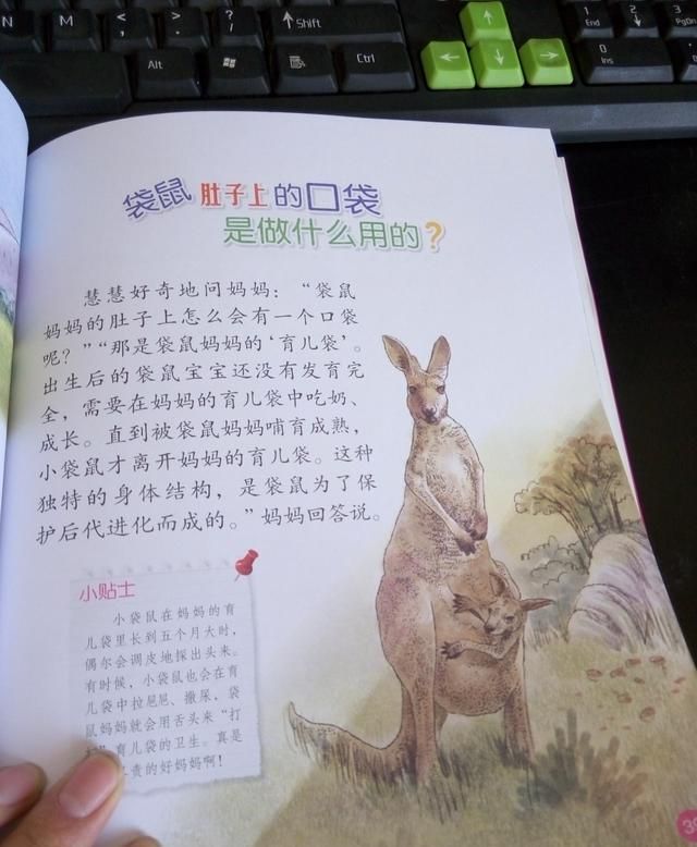 袋鼠袋子里有粪便怎么办，袋鼠的袋子里装什么？袋鼠的袋子里除了装小袋？图3