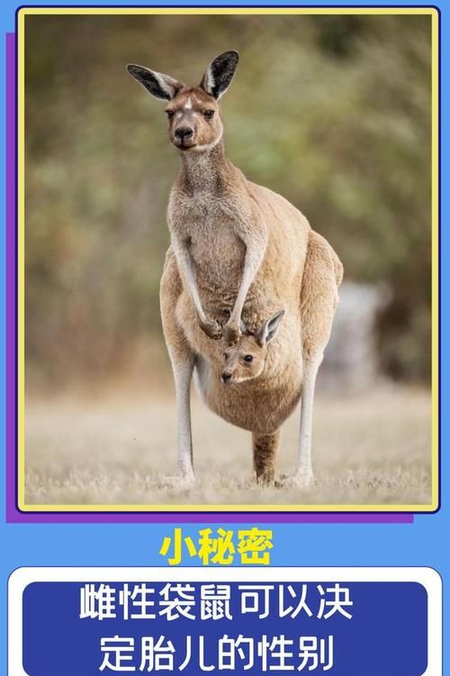 突然间有个这样的疑问:袋鼠是只有雌袋鼠有袋袋呢还是雌雄袋鼠都有袋袋呢
