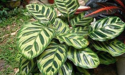 苹果竹芋吸甲醛吗，双线竹芋吸收甲醛吗？图10
