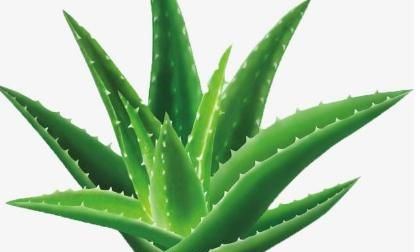 苹果竹芋吸甲醛吗，双线竹芋吸收甲醛吗？图4