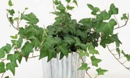 苹果竹芋吸甲醛吗，双线竹芋吸收甲醛吗？图6
