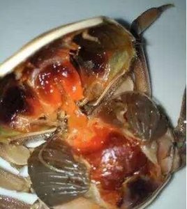 ​螃蟹里黑色的是屎吗，螃蟹肚子里面，黑乎乎的是什么？能吃吗？