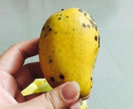 芒果种子上有黑色斑块还能发芽吗