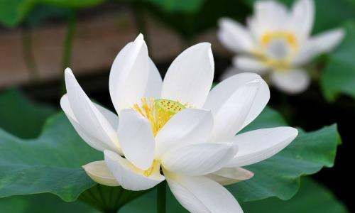 白莲花什么意思,白莲花什么意思形容人图片图3
