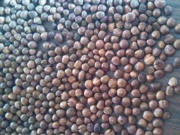 大榛子怎么炒熟,带壳的生榛子怎么炒熟开口图1