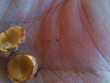 大榛子怎么炒熟,带壳的生榛子怎么炒熟开口图4