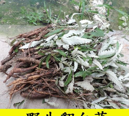 翻白草是白头翁吗?