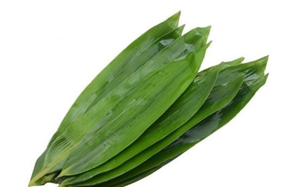 粽子叶是什么叶子，包粽子用的叶子是什么植物的叶子？图3