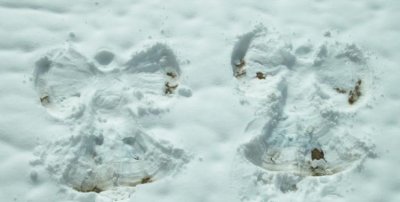 ​大象在雪地里踩的脚印像什么，雪地里大象的脚印像什么？