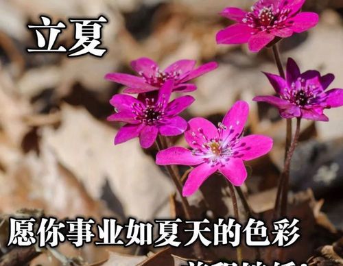 抖音很火的祝福语录