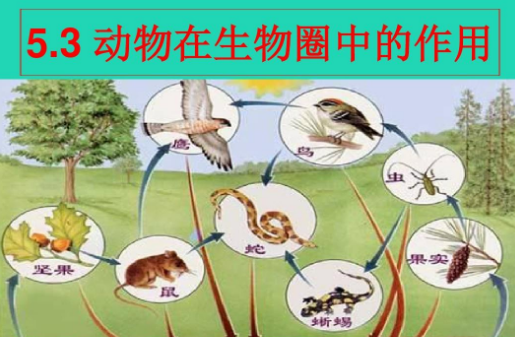 生物圈的范围为什么是水圈的大部,生物圈的范围包括大气圈的底部图2