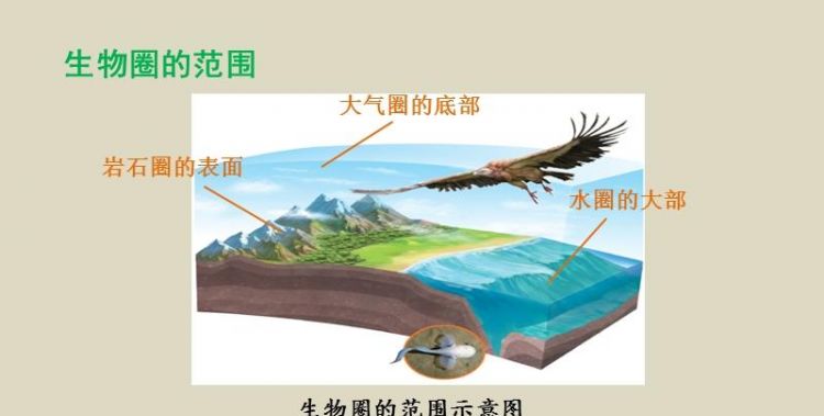 生物圈的范围包括大气圈的底部水圈的大部和什么的表面