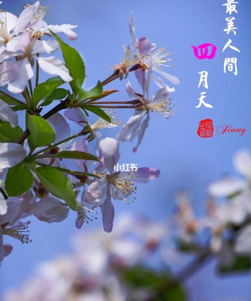 为什么把你比作四月天