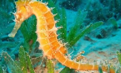 海马是哪类动物，海马是有益的动物吗？图4