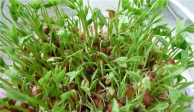 ​红豆发芽了怎么办，红豆和绿豆的发芽方式一样？