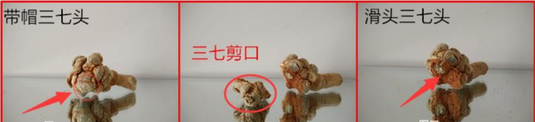 三七的品质怎样鉴定
