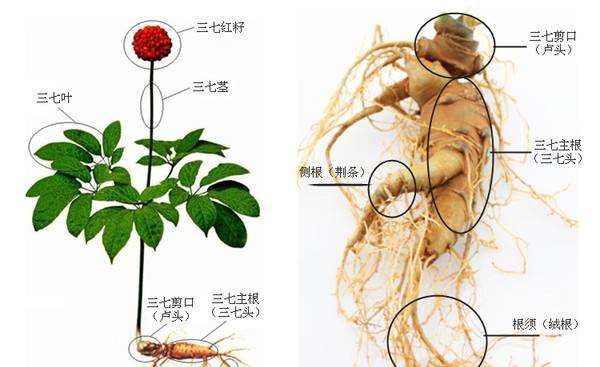 剪口三七和不剪口区别图片,三七20头无剪口是什么意思图1