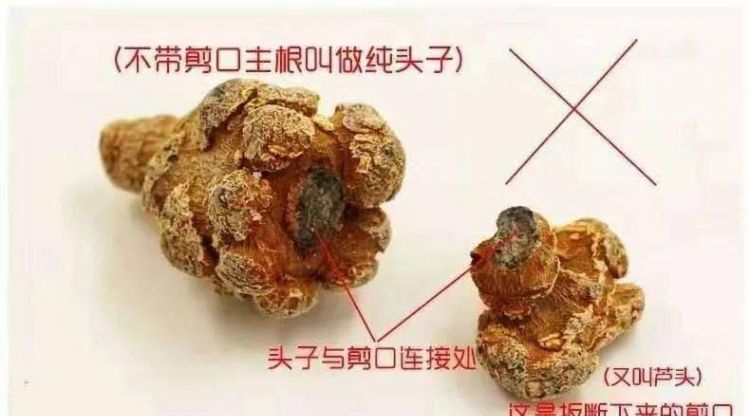 三七剪口的好还是不剪口的好
