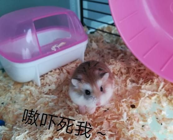 仓鼠吃了浴盐会不会变成蝙蝠了