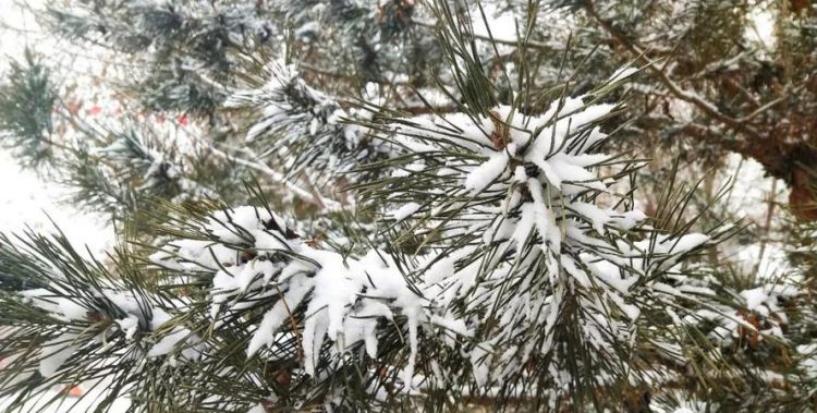 冰封雪寒的意思