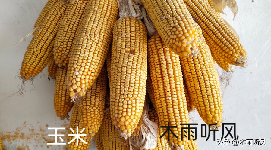 养泥鳅喂什么给它吃（家里养泥鳅吃什么食物好）