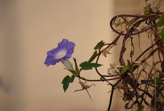 牵牛花代表的意义（牵牛花寓意着什么意思）