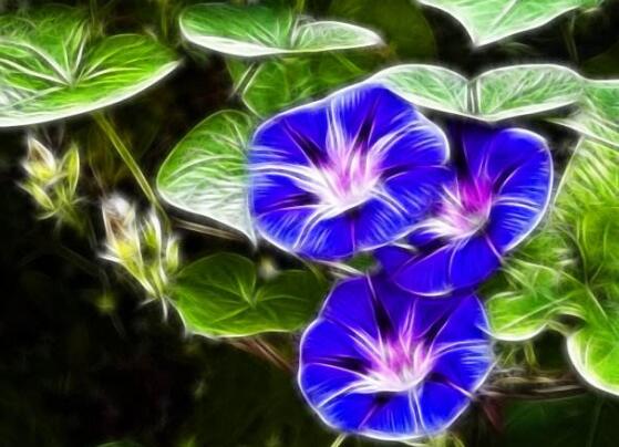 牵牛花代表的意义（牵牛花寓意着什么意思）