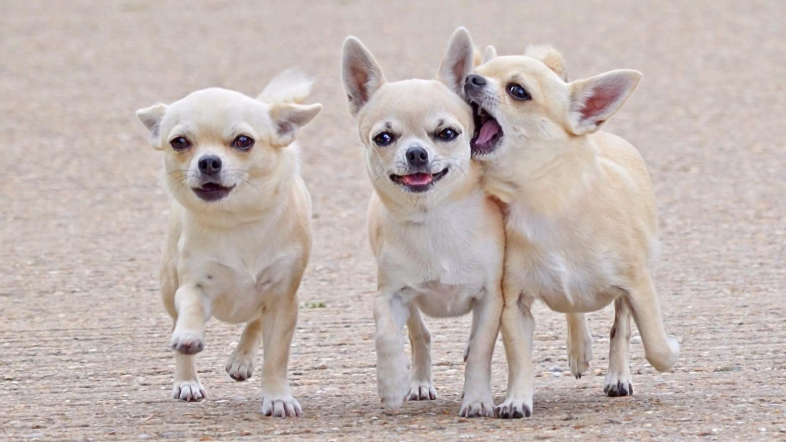 小鹿犬智商排名第几(小鹿犬智商相当于人类几岁)