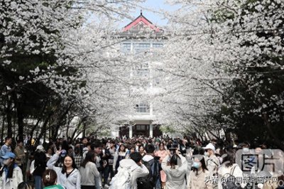 ​南京林业大学樱花盛开醉游人