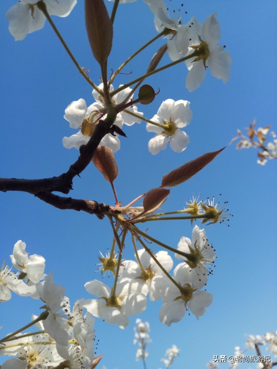 河北省邯郸市魏县梨花节