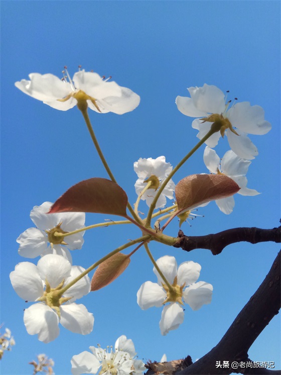 河北省邯郸市魏县梨花节