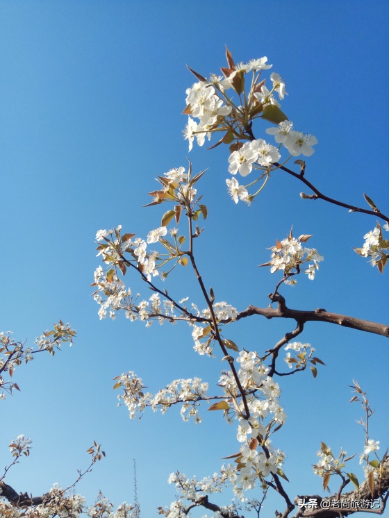 河北省邯郸市魏县梨花节