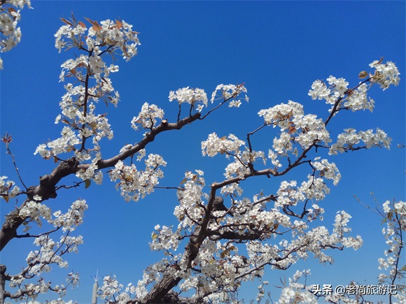 河北省邯郸市魏县梨花节