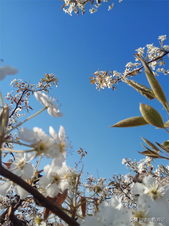 河北省邯郸市魏县梨花节