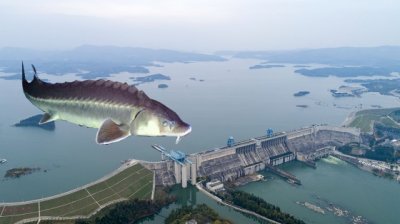 ​丹江口水库属于哪个省（一年曾出鱼1.2亿斤，禁渔10年的丹江口水库，里面的鱼