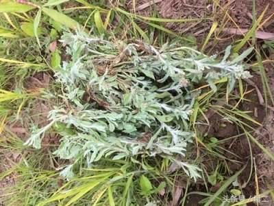 ​茵陈的功效 茵陈的作用和功效