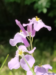 ​波斯菊几月份播种？