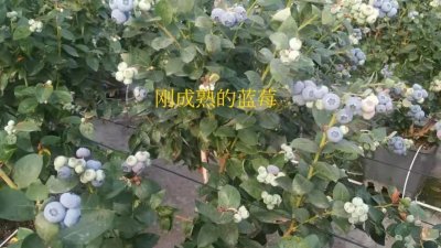 ​蓝莓英语怎么说？
