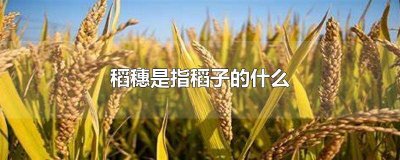 ​稻穗是指稻谷的什么 稻穗的意思是