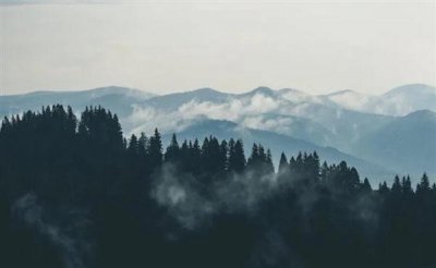 ​科研人员发现木本植物新种：荔波金丝桃